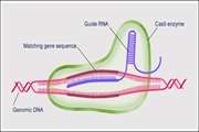 China’s First Gene-Editing Therapy for Beta-Thalassemia Receives FDA RMAT Designation