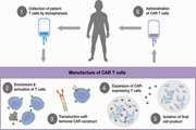 Safety Assessment of CD19-Targeted CAR T Cells in Children with Acute Lymphoblastic Leukemia