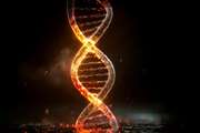 ‏Scientists Successfully Transfer Longevity Gene and Extend lifespan 