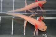  ‏Scientists Discover the “Holy Grail” Gene That Could One Day Help Humans Regrow Limbs