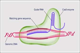 China’s First Gene-Editing Therapy for Beta-Thalassemia Receives FDA RMAT Designation
