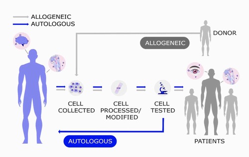 Understanding Cell Therapy 
