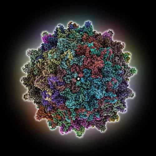 AVV virus 